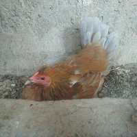 مرغ کت