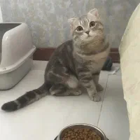 گربه