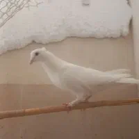 سفیدنرپرپاکاکلی