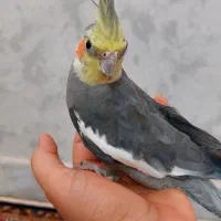 عروس هلندی نر و ماده دستی