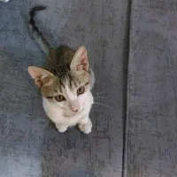 واگذاری ۲ عدد گربه