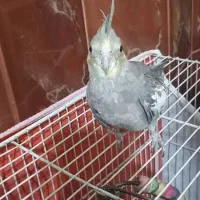عروس هلندی