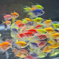 ماهی های گیاهخوار پرورش خانگی