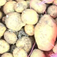 سیب بذری سانتا ۴۰۲