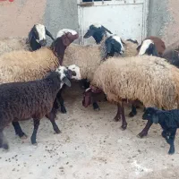 با سلام تعداد ۷ راس میش اصیل شال بره دار