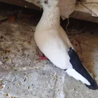 کفتر دمی