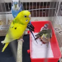 جفت مرغ عشق با جوجه وتکی نر ماده