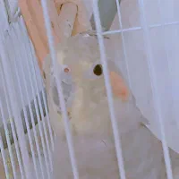 عروس هلندی ماده ۱ ساله