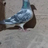 کفتر شامی