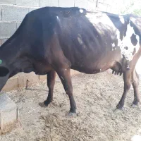 گاو