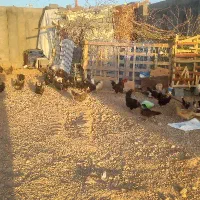 مرغ محلی تخم گذار