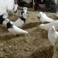 کبوترطوقی
