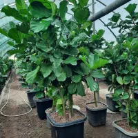 استخدام نیروی کار گلخانه