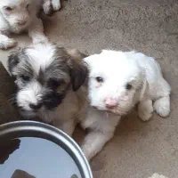 واگذاری توله 3 ماهه