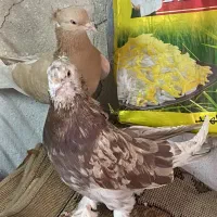 کبوتر زرد تهرانی