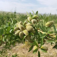 روستا دره حیدر
