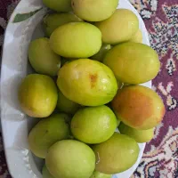 نهال کنار پیوندی