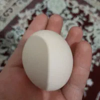 تخم نطفه دار اصیل مرندی