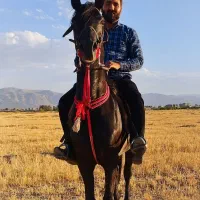 کشش اسب سیلمی