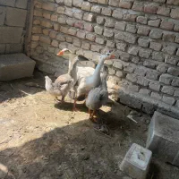 چهار تا غاز محلی