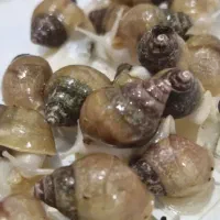 جوجه حلزون گرون نخر