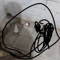 کفتر پرشی دونه ۲۰۰