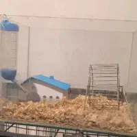 اکواریم همستر