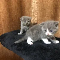 بچه گربه