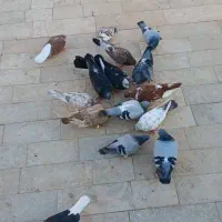 کفتر|پرنده|مشهد, چهاربرج|دیوار