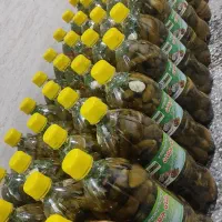 خیارشوربطری