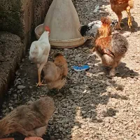 سه عدد مرغ و خروس ابریشمی دونه ای ۲ میلیون
