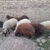 گوسفند