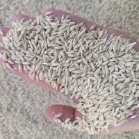 خریدار  جو هستم ۴۲نقدی