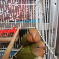 دو عدد کوتوله دستی باهوش