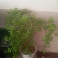 گل طبیعی