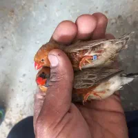 فنچ اورنج کینک