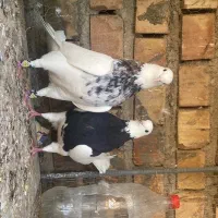 طوقی کربلایی