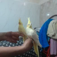 عروس هلندی