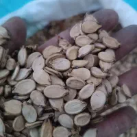 تخمه هندوانه دریجه یک یک قیمت توافقی
