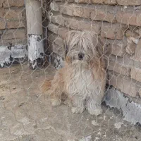 سگ نر|سگ|تربت‌حیدریه, پائین ولایت|دیوار