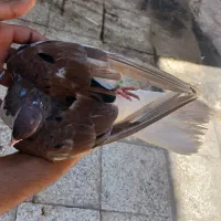 یک جفت شیرازی نرو ماده پر خال سیاه