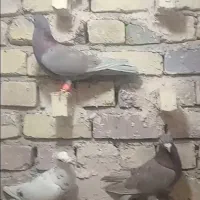 کفتر