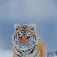 گوشی ردمی ۱۳s