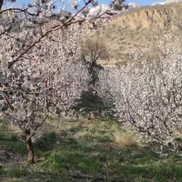 کارگر باغ