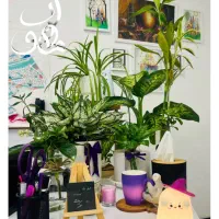 جذب نیرو در دپارتمان ماهور (آخرش قشنگه)