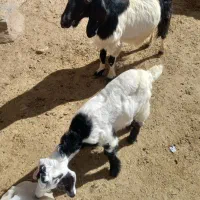 بز و بزغاله