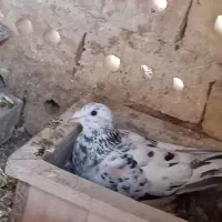 کفتر سار