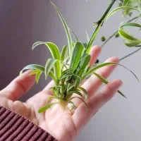گل گندمی|گل و گیاه طبیعی|قزوین, |دیوار