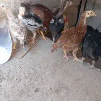 جوجه لاری