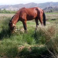 اسب|اسب و تجهیزات اسب‌سواری|قوچان, |دیوار